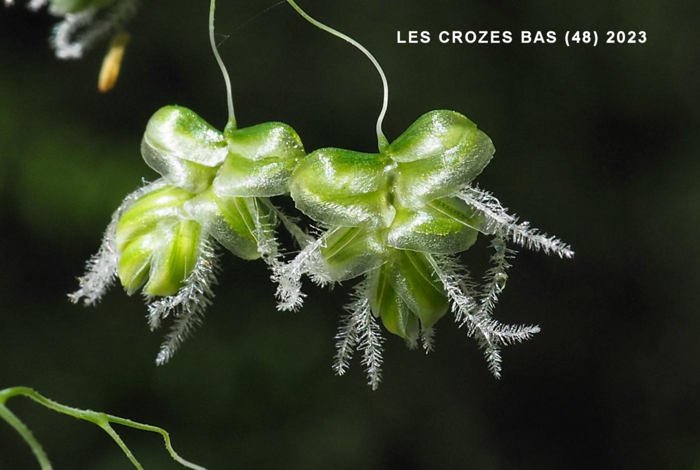 Quaking-Grass, Common flower